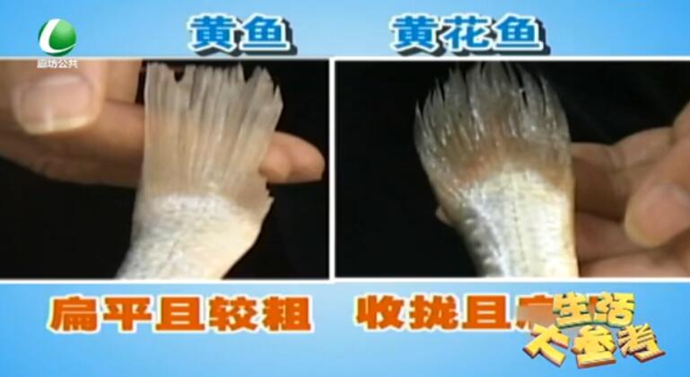 你真的會買黃花魚嗎,？