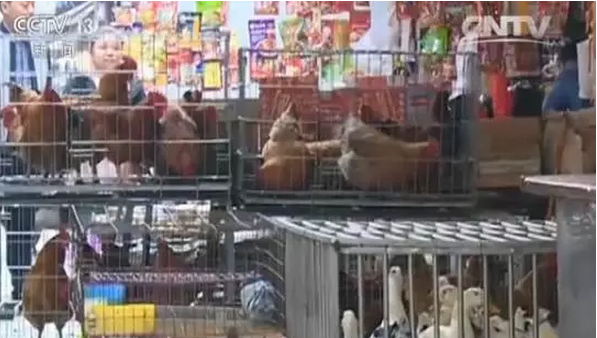 H7N9又來(lái)了,，5分鐘教你如何對(duì)抗禽流感！