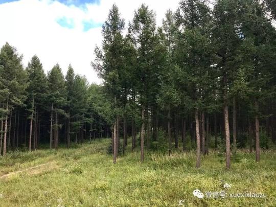 習(xí)總牽掛的塞罕壩,，你去過嗎？小組剛?cè)ミ^,！