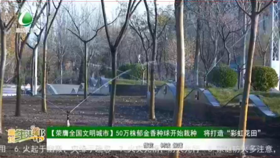 【榮膺全國(guó)文明城市】50萬(wàn)株郁金香種球開(kāi)始裁種 將打造“彩虹花田”