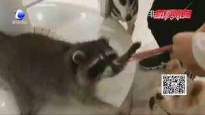【法在身邊】在咖啡店被小動物咬傷誰擔(dān)責(zé)？