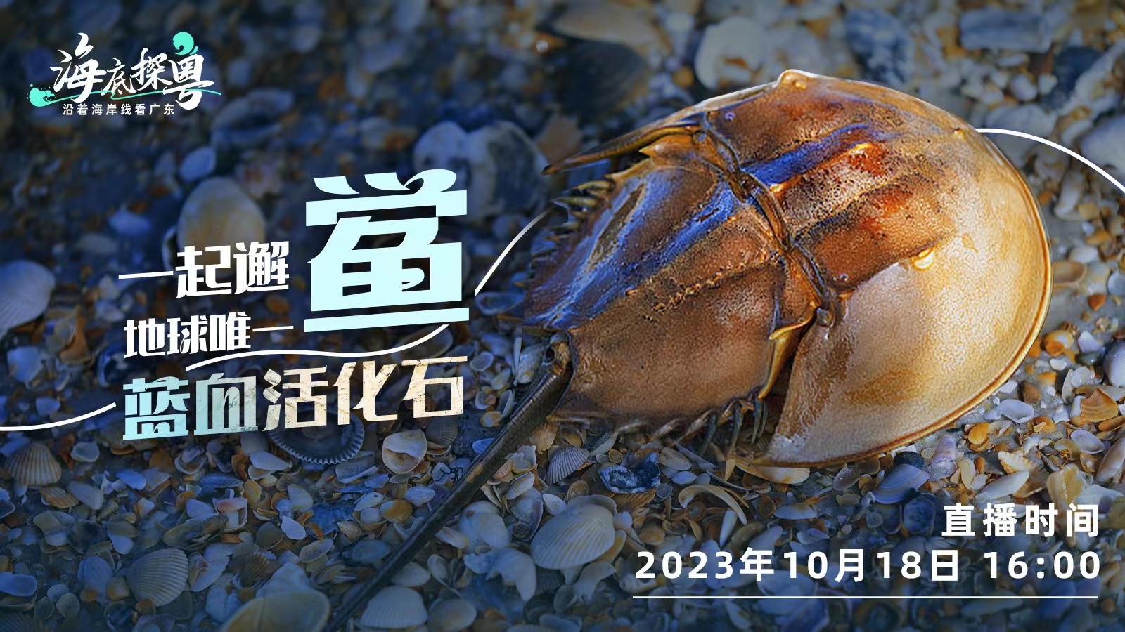 直播 | 一起邂“鱟”地球唯一“藍血活化石”,！