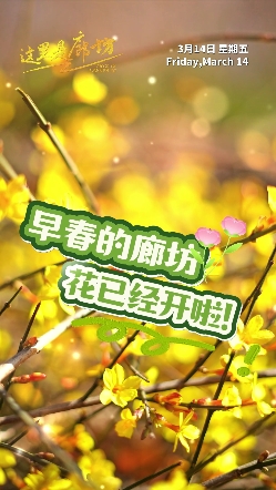 【這里是廊坊】早春的廊坊,，花已經開啦！